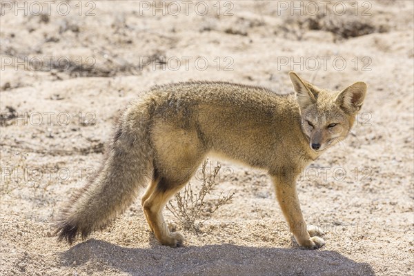 Andean Fox or Culpeo (Lycalopex culpaeus)