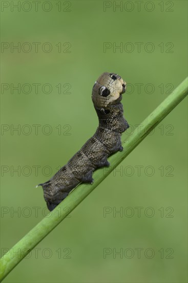 Caterpillar