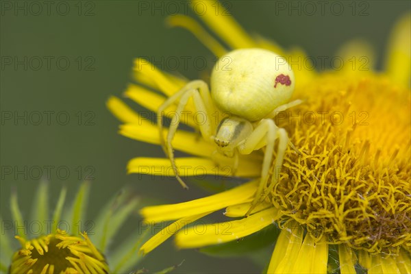 Goldenrod Crab Spider (Misumena vatia) on a British Yellowhead (Inula britannica)