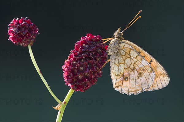 Lesser Marbled Fritillary (Brenthis ino)