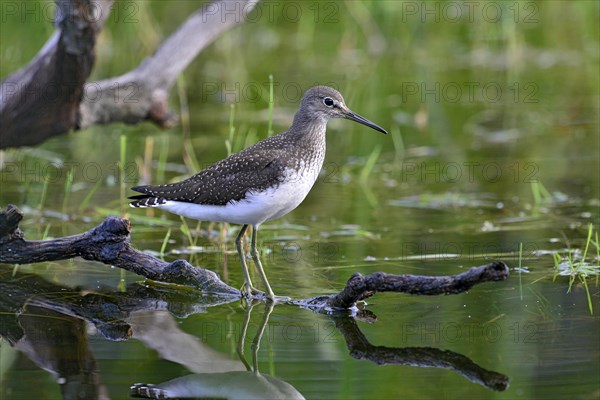 Green Sandpiper (Tringa ochropus)