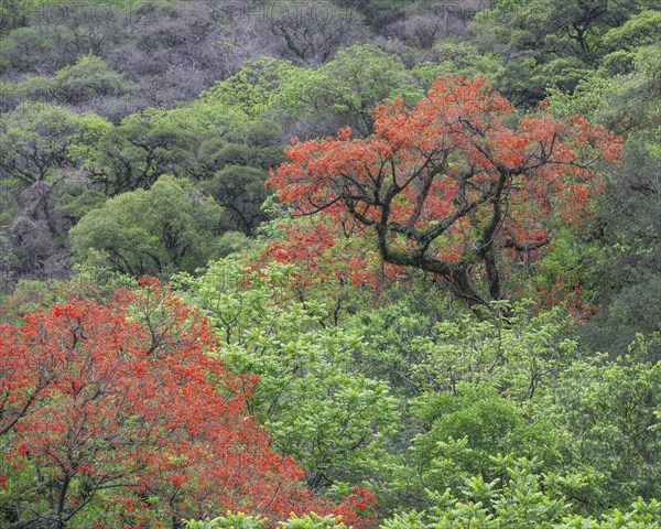 Blooming Cockspur Coral Tree (Erythrina crista-galli)