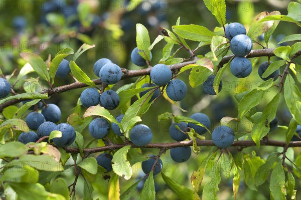 Ripe sloes (Prunus spinosa) on branch