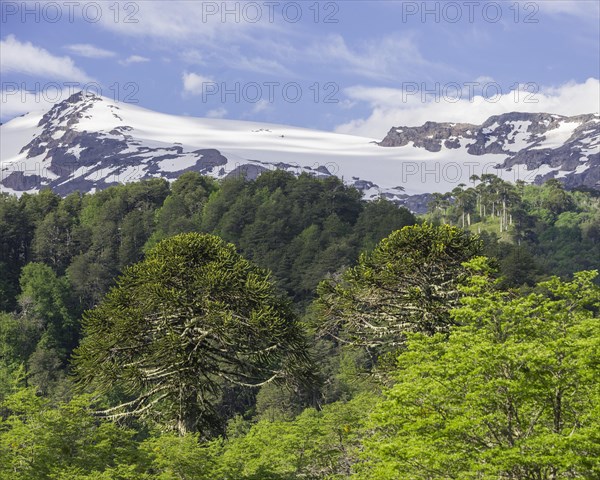 Monkey puzzle trees (Araucaria araucana)