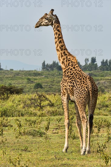 Giraffe (Giraffa camelopardalis)
