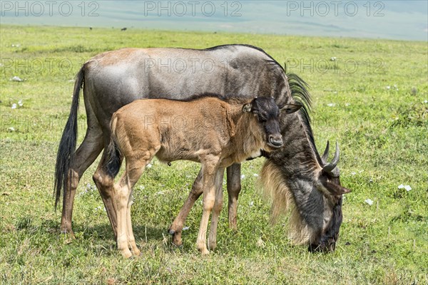 Blue Wildebeest (Connochaetes taurinus)