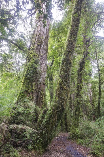 Patagonian Cypress