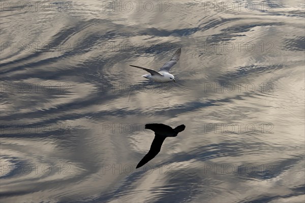 Northern Fulmar (Fulmaris glacialis) in flight