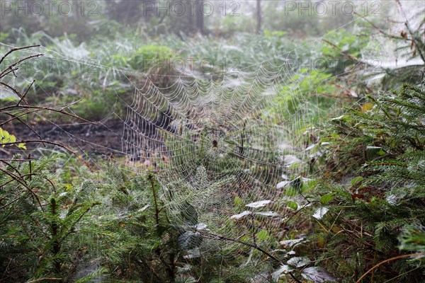 Spider web with European Garden Spider (Araneus diadematus) between young spruces