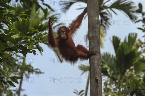 Bornean Orangutan (Pongo pygmaeus)