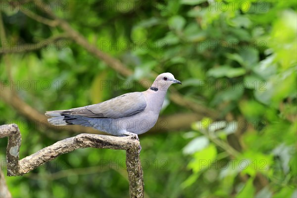 African Collared Dove (Streptopelia roseogrisea)