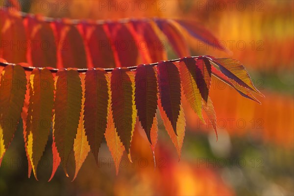 Staghorn Sumac (Rhus typhina)