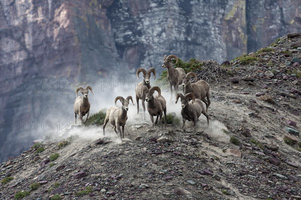 Bighorn Sheep (Ovis canadensis)