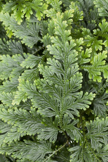 Moss Fern (Selaginella haematodes)