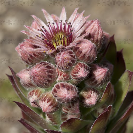 Common Houseleek (Sempervivum tectorum)