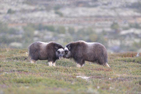 Musk oxen (Ovibos moschatus) pups on the fjell