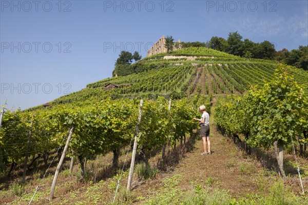 Woman in the vineyard