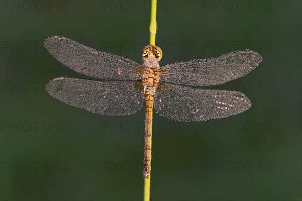 Common Darter (Sympetrum striolatum)