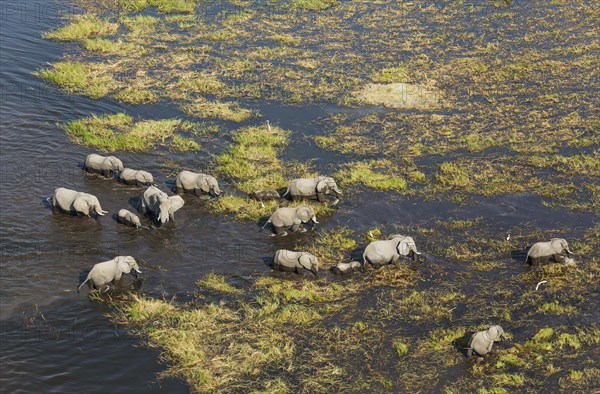 African Elephants (Loxodonta africana)