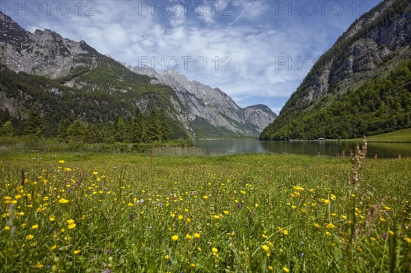 Alpine meadow with view of Lake Konigssee