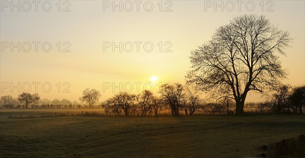 Sunrise with trees and ground fog