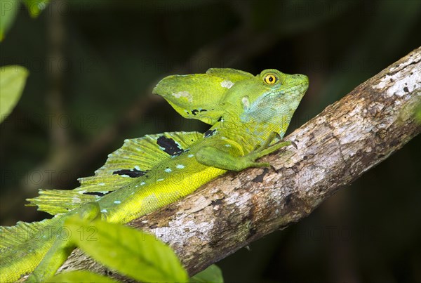 Plumed or Green Basilisk (Basiliscus plumifrons) in a tree