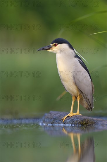 Black-crowned Night Heron (Nycticorax nycticorax)