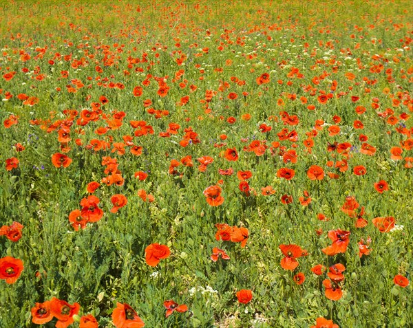 Meadow with many wild red poppies