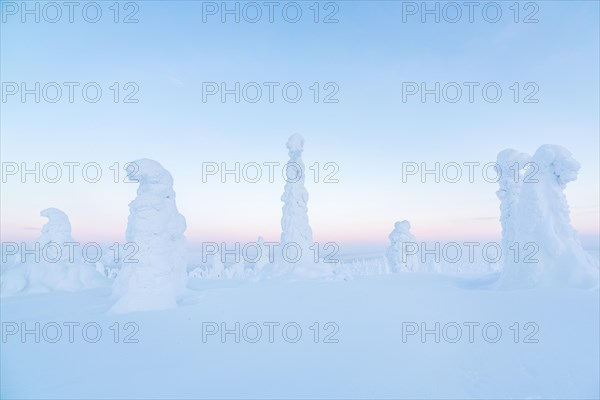 Snow-covered spruce trees