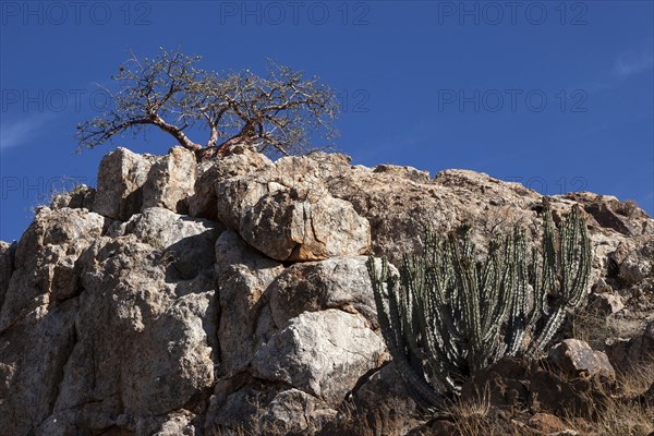 Gifboom or posion tree (Euphorbia virosa) and blue-leaved corkwood (Commiphora glaucescens)