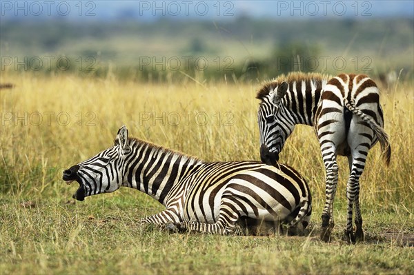 Plains Zebras (Equus guagga)