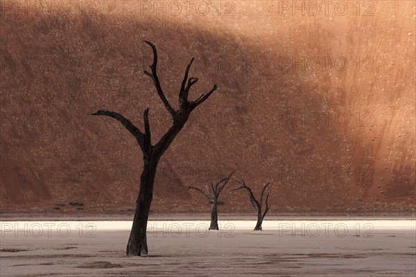 Dead camel thorn trees (Vachellia erioloba)