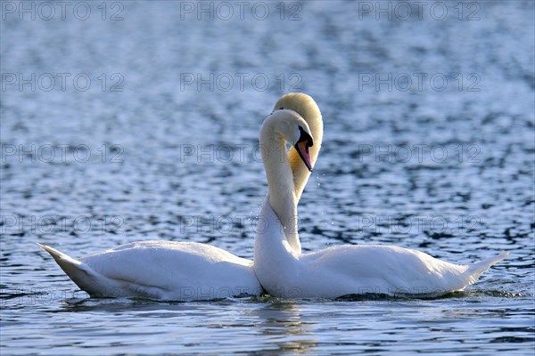 Mute Swans (Cygnus olor)