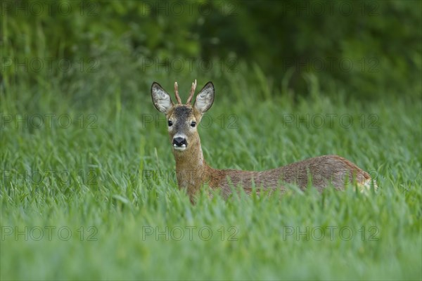 Roe deer (Capreolus capreolus) in grain field
