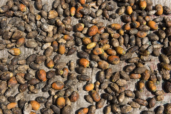 Betel nuts drying