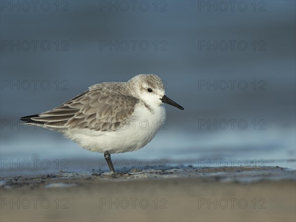 Sanderling (Calidris alba)