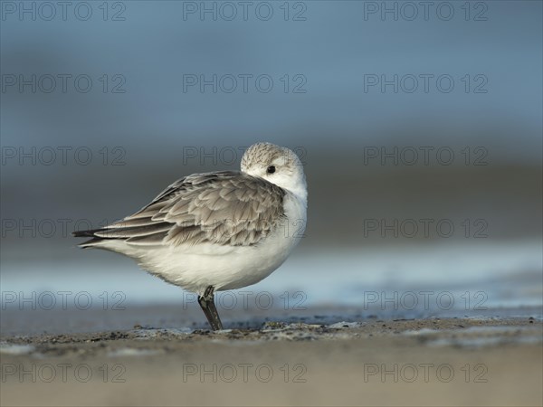 Sanderling (Calidris alba)