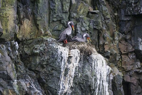 Red-legged cormorant (Phalacrocorax gaimardi) on nest