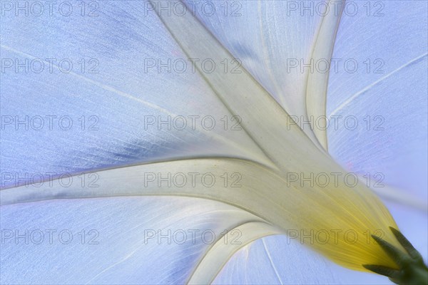 Purple Morning Glory or Common Morning Glory (Ipomoea purpurea)