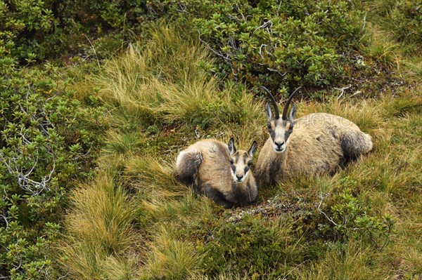 Chamois (Rupicapra rupicapra)