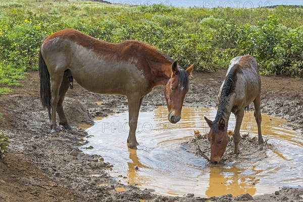 Feral horses