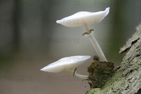 Porcelain Fungus (Oudemansiella mucida)