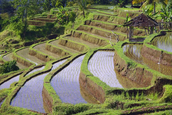 The famous rice terraces of Jatiluwih