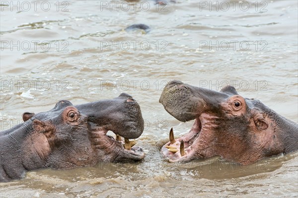 Hippopotamuses (Hippopotamus amphibius)