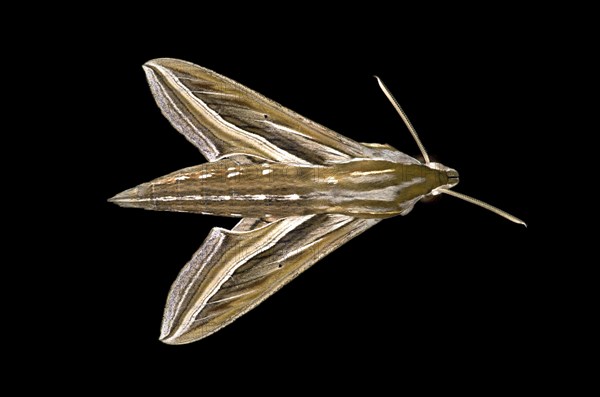 Vine Hawk-Moth or Silver-striped Hawk-Moth (Hippotion celerio)