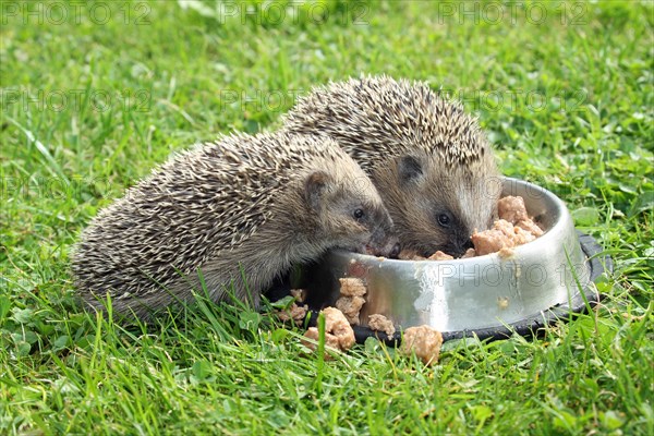 Hedgehog (Erinaceus europaeus)