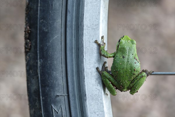 European Tree Frog (Hyla arborea) sitting on the spoke of a bicycle