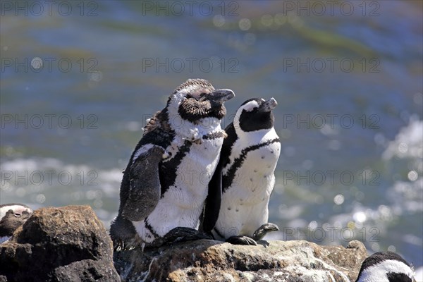 African Penguins or Jackass Penguins (Spheniscus demersus)