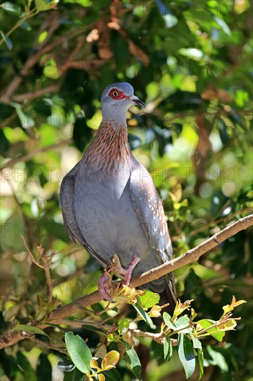 Speckled Pigeon (Columba guinea)