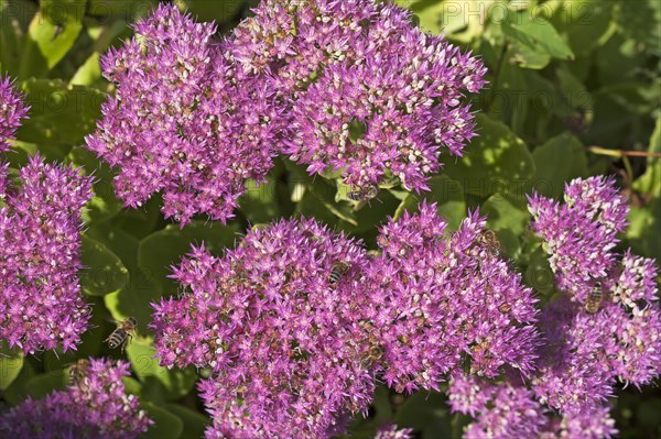 Stonecrop (Sedum x telephium) with Honey Bees (Apis)